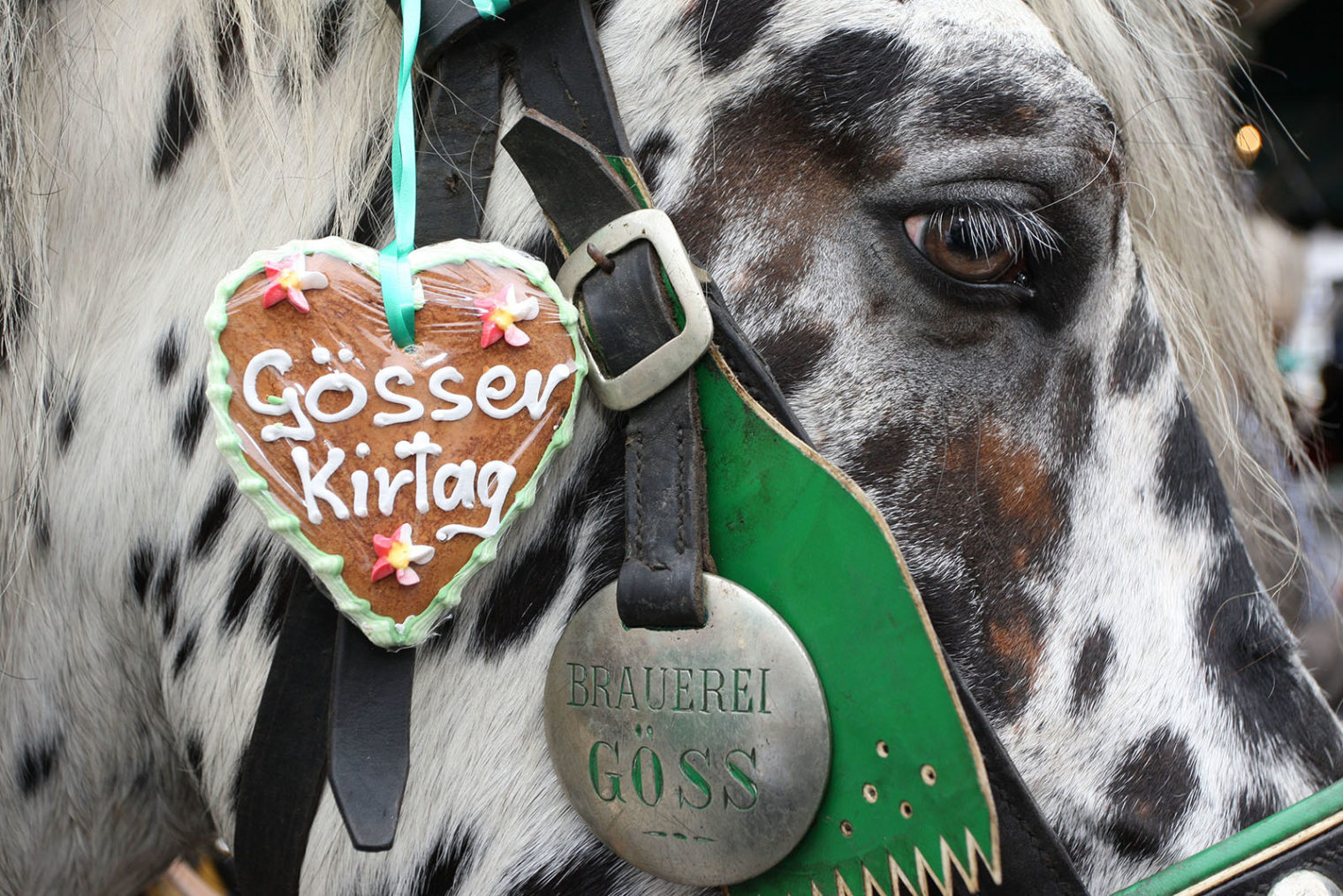 Horse wearing a gingerbread heart with 