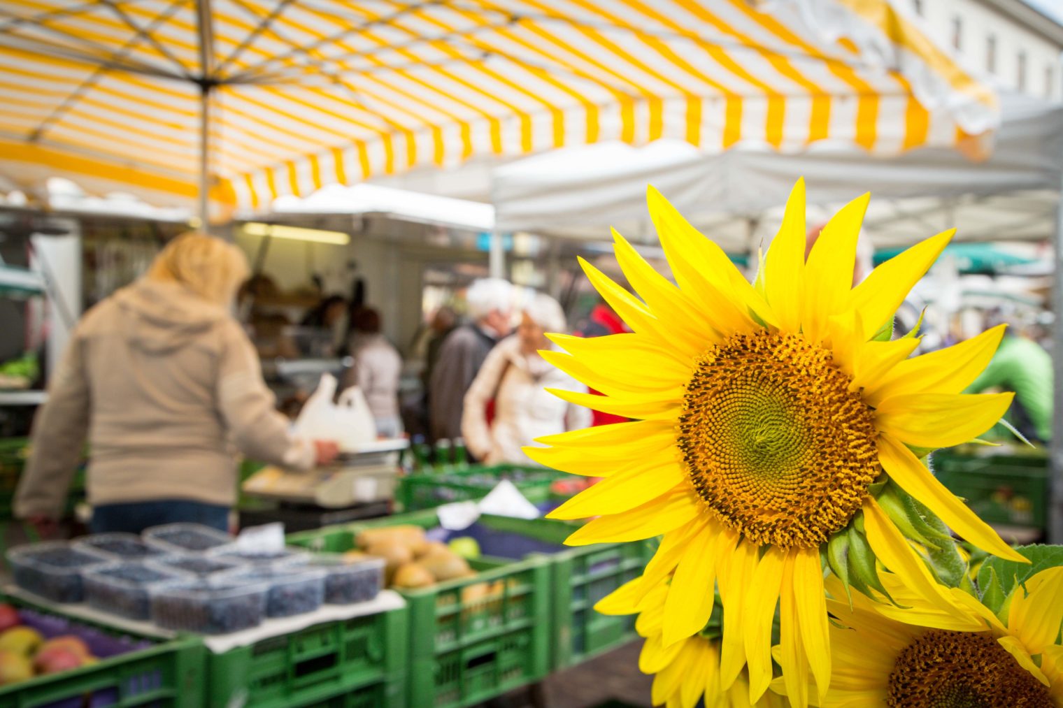 Nahansicht einer Sonnenblume am Leobener Bauernmarkt