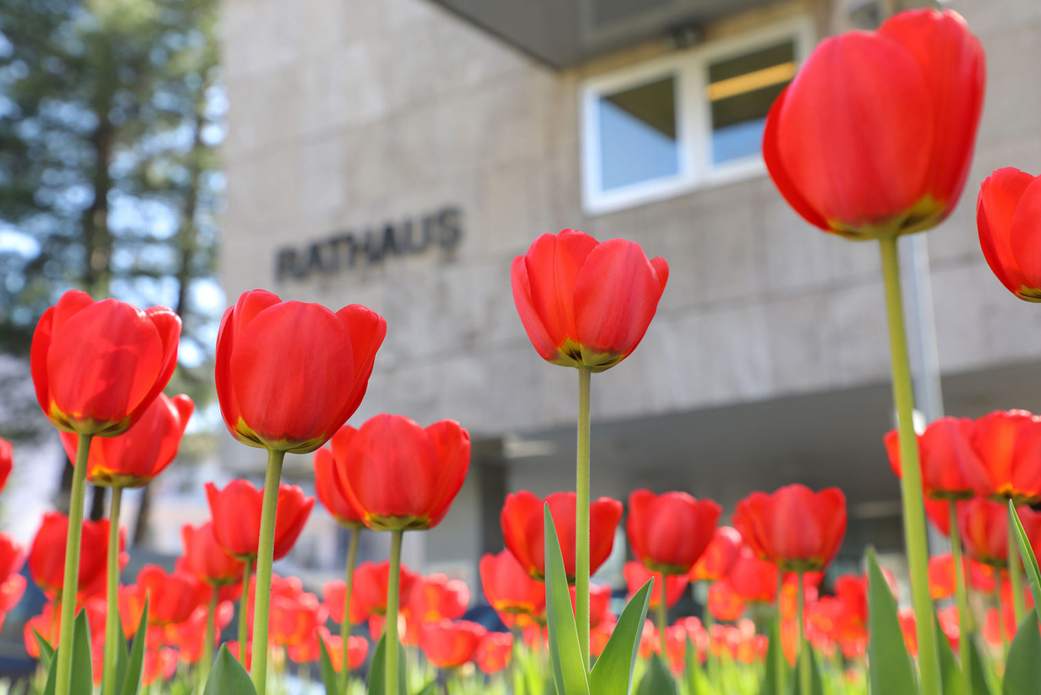 Tulpen vor dem Rathaus