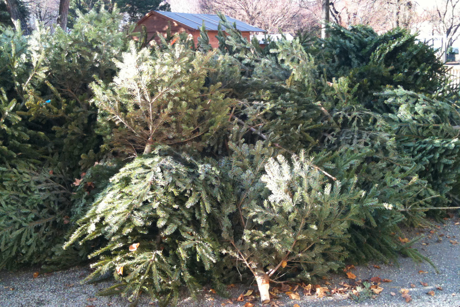 Christbäume bei Sammelstelle