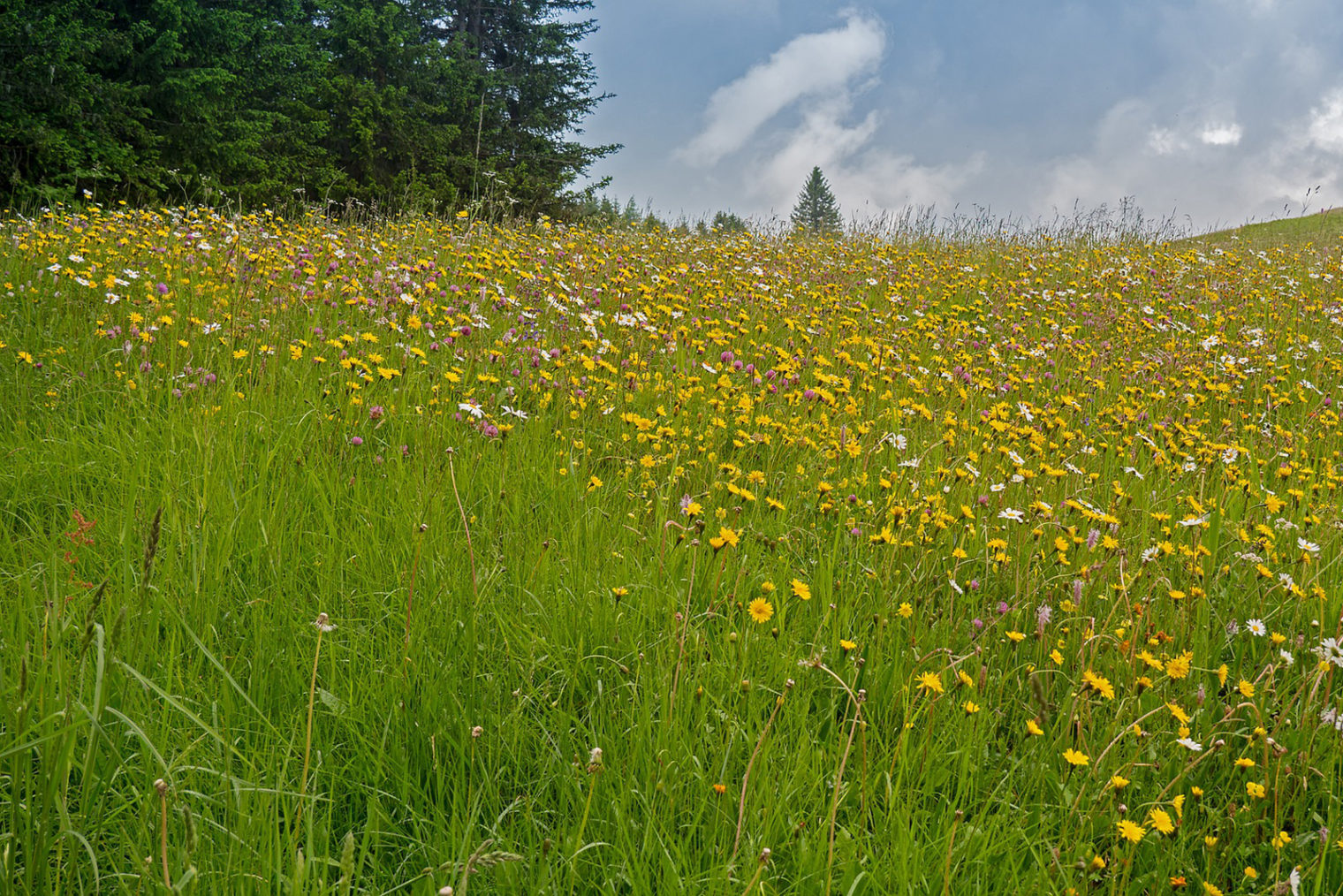 Blumenwiese
