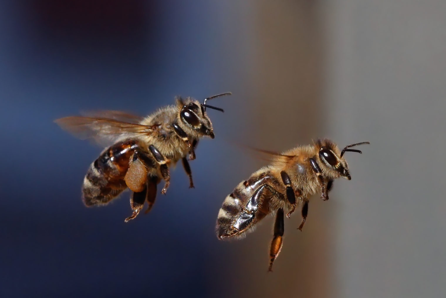 Bienen