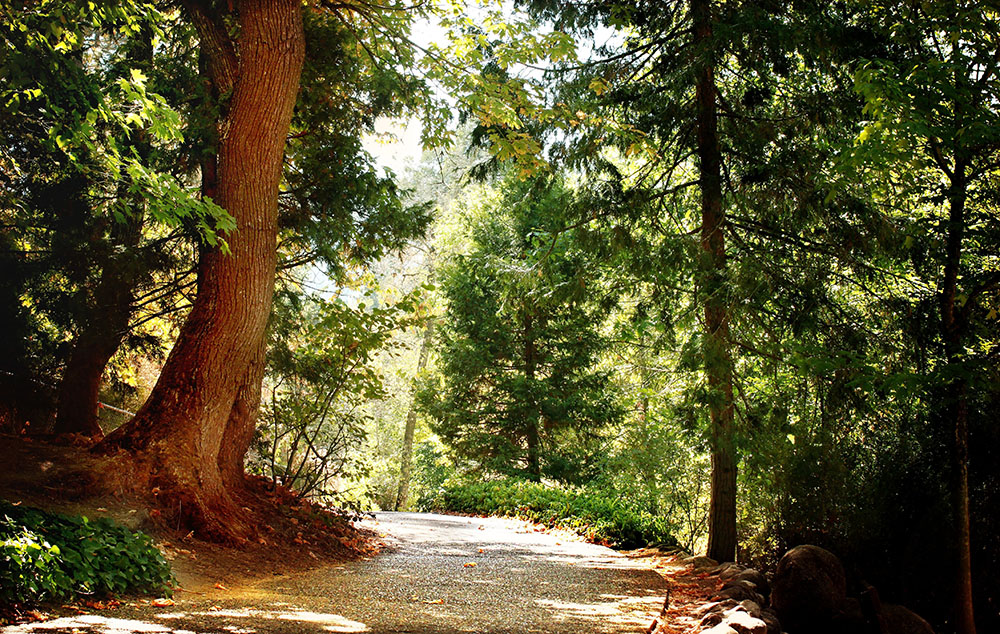 Ein Weg durch den Wald