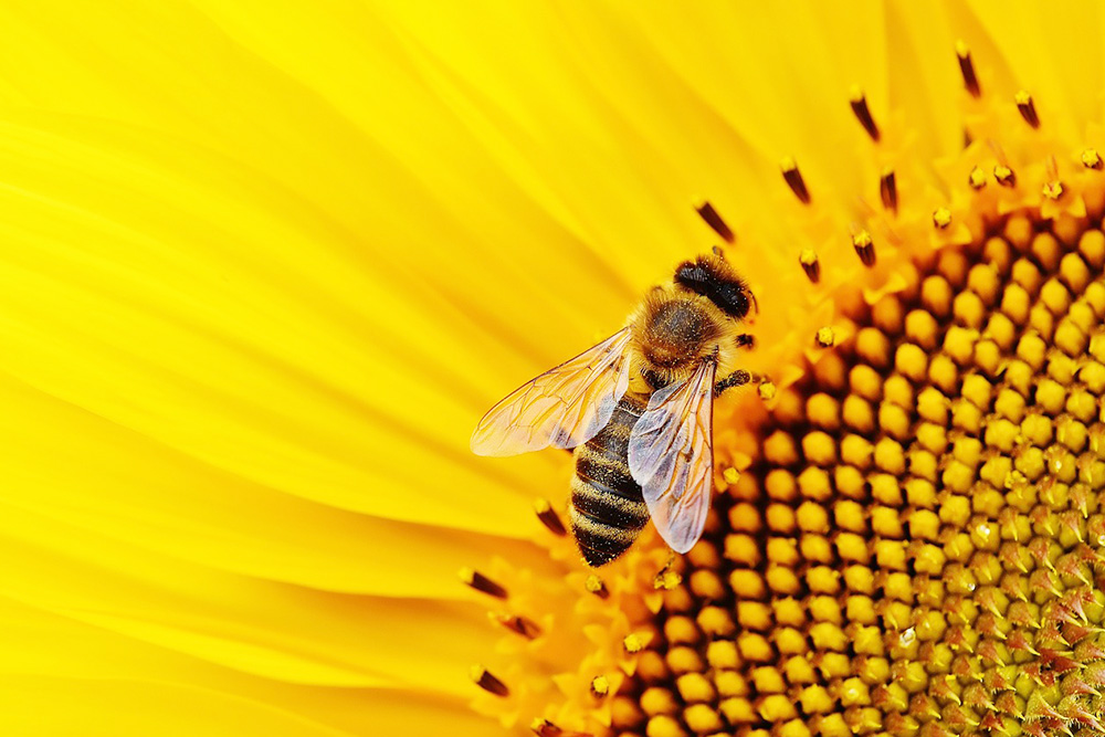 Nahaufnahme Biene auf gelber Blume