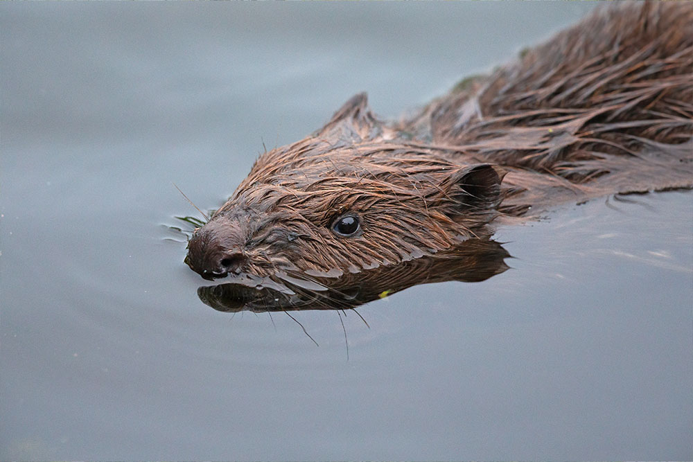 Biber im Wasser