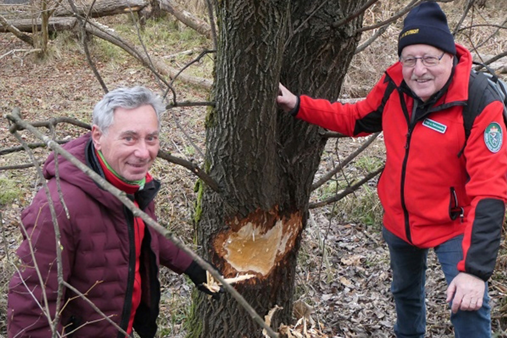 Die beiden Biberberater vor einem Baum mit Biberspuren