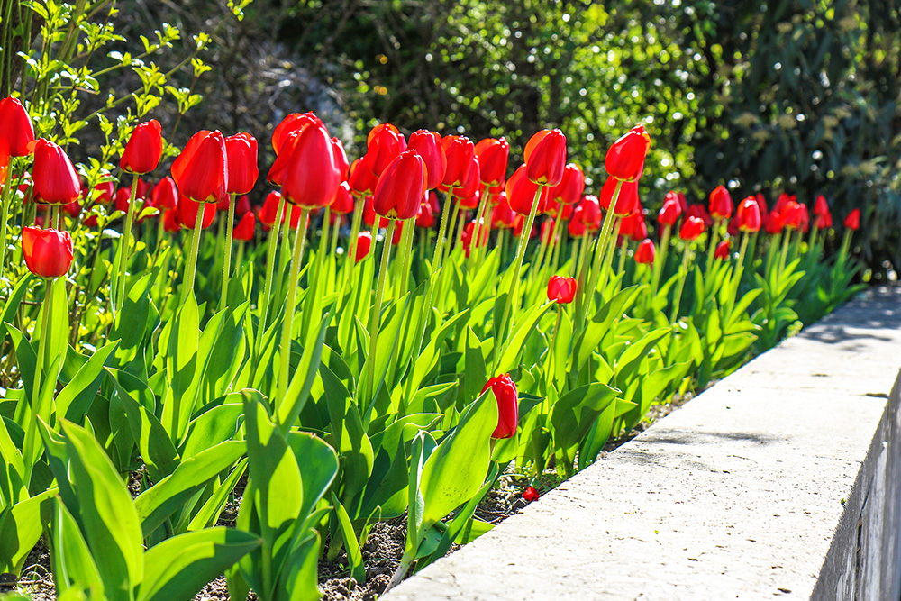 Detailaufnahme: Rote Tulpen im Blumenbeet
