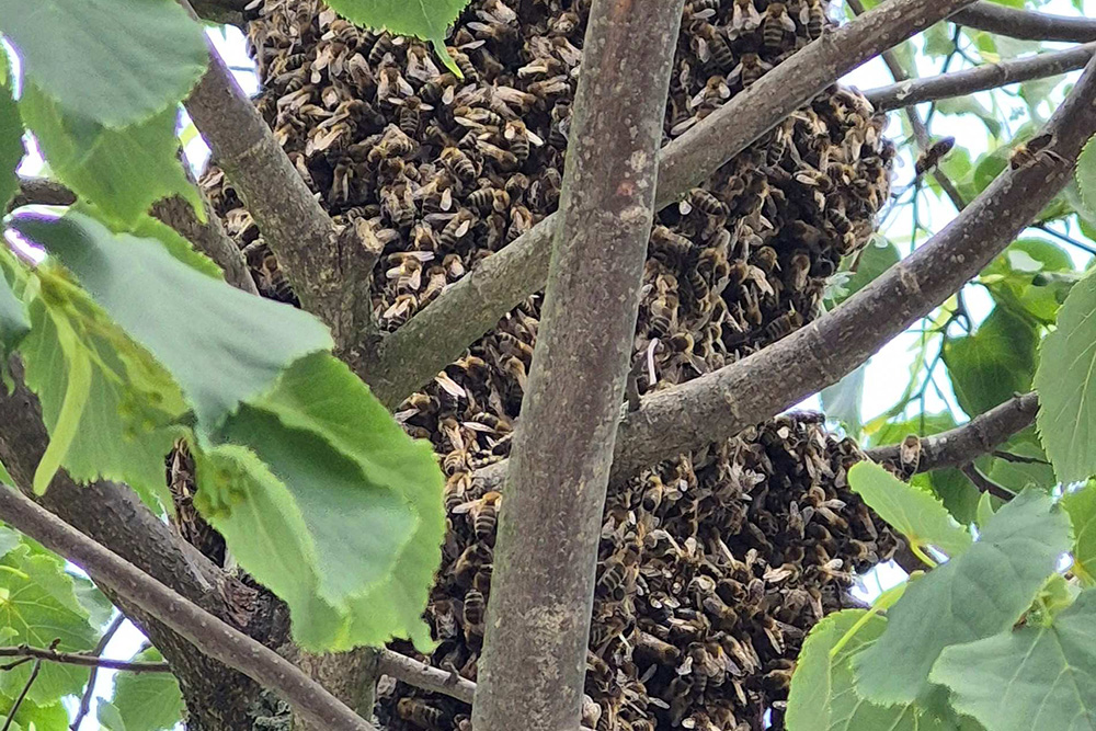 Bienenschwarm in Baum