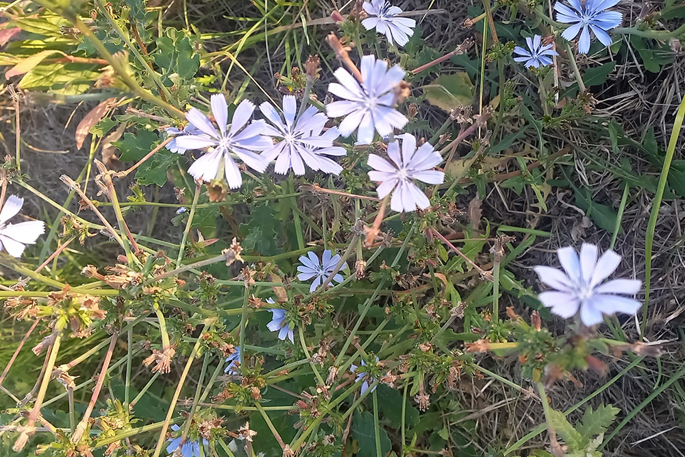 Wiesenblumen