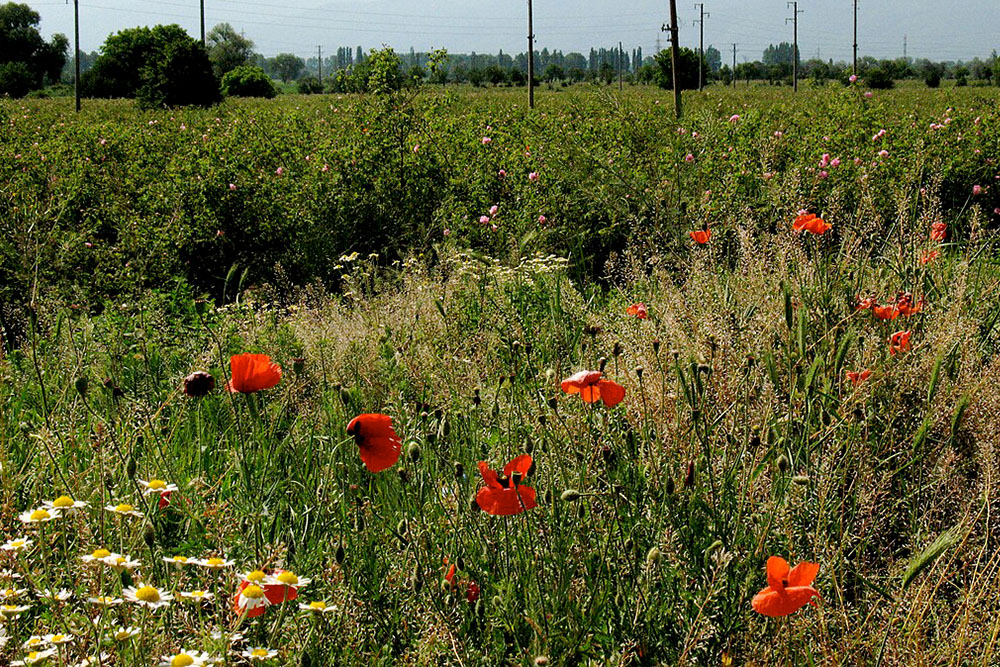 Grünfläche/Wiese mit Blumen, Sträucher, Bäumen und Strommasten